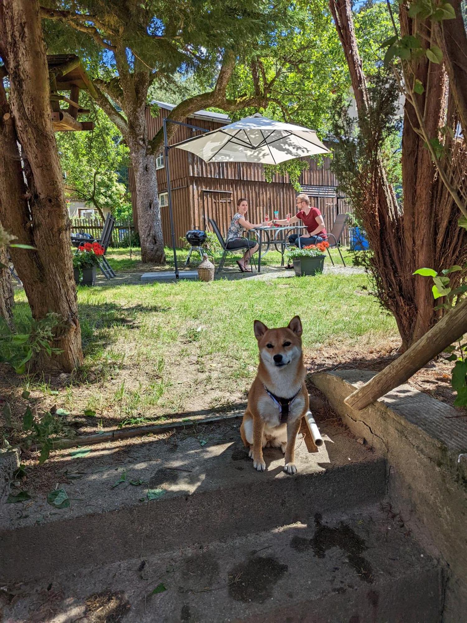 Helle gemütliche Wohnung mit Terrasse und Pool - H2 Sebnitz Exterior foto